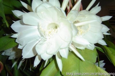 昙花一现最美丽