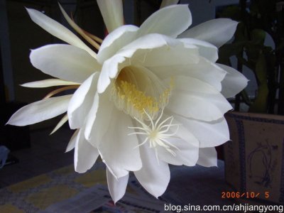 昙花一现并非美丽