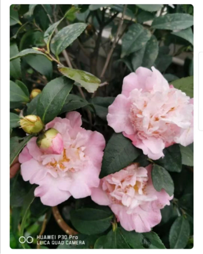 诗经爱情故事