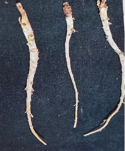 北沙参            Coastal Glehnia Root