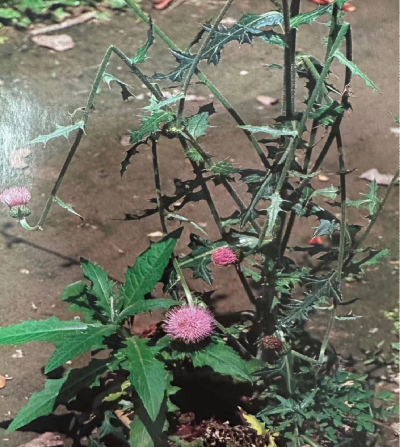                 大蓟 Japanese Thistle Root