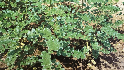 甘草    Liquorice, Licorice Root