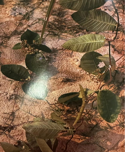  古羊藤Griffith Streptocaulon Root
