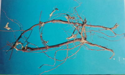 了哥王 Indian Stringbush Root