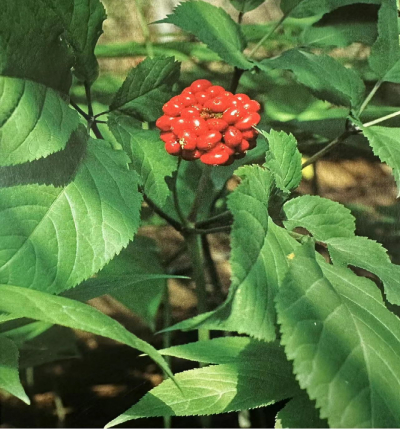 人参         Ginseng