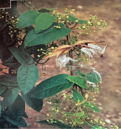  三十六荡                 Ovate Tylophora Root