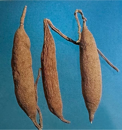 天冬               Cochinchinese Asparagus Root