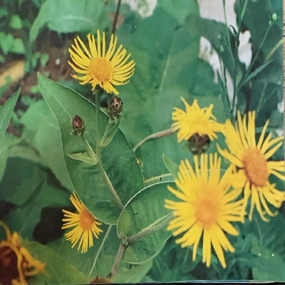   土木香                         Elecampane                           Inula Root