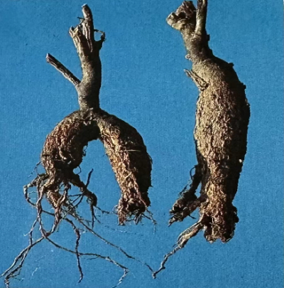   土人参               Panicled Fameflower Root