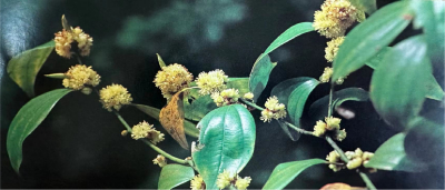 鸟药 Combined Spicebush Root