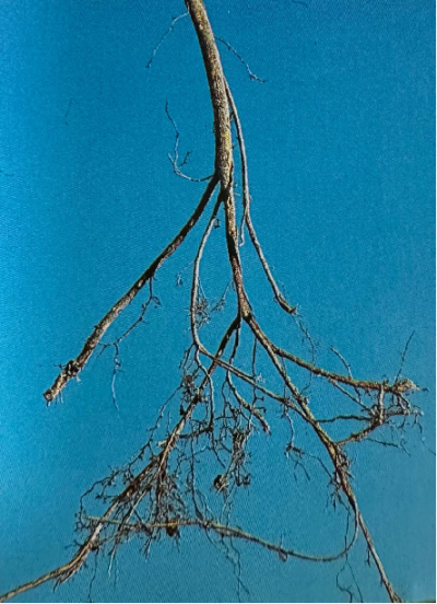 五龙根    Roughhair Fig Root