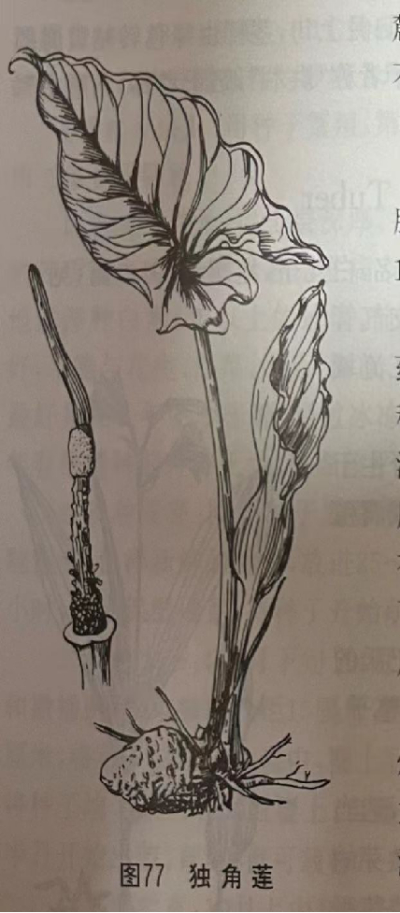  白附子 Giant Typhonium Tuber