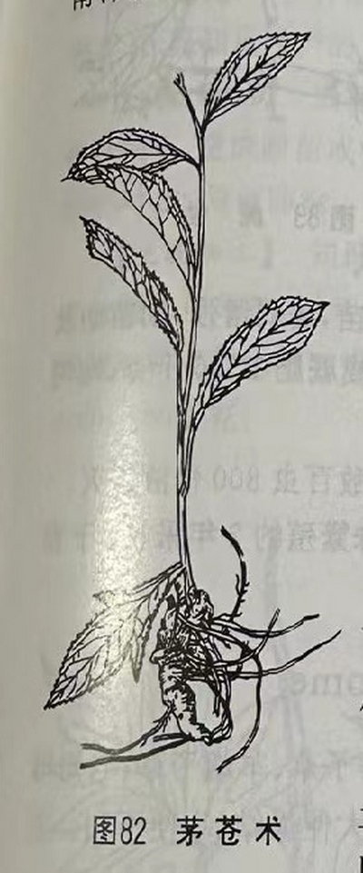 苍术Swordlike Atractylodes Rhizome