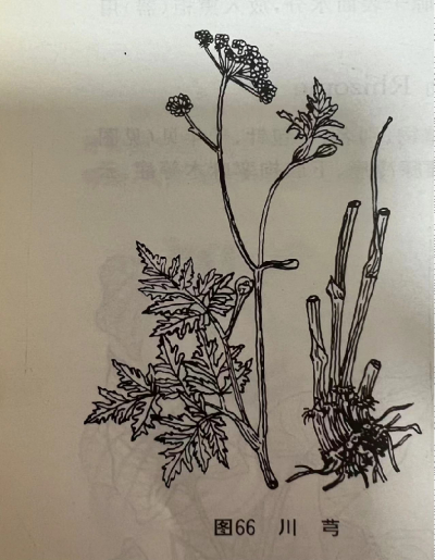    川芎Szechwan Lovage Rhizome