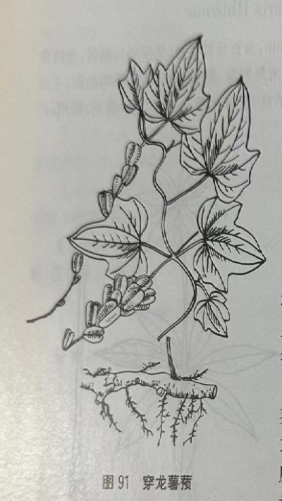 穿山龙Japan Yam Rhizome