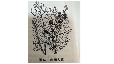 大黄Medicinal Rhubarb Rhizome