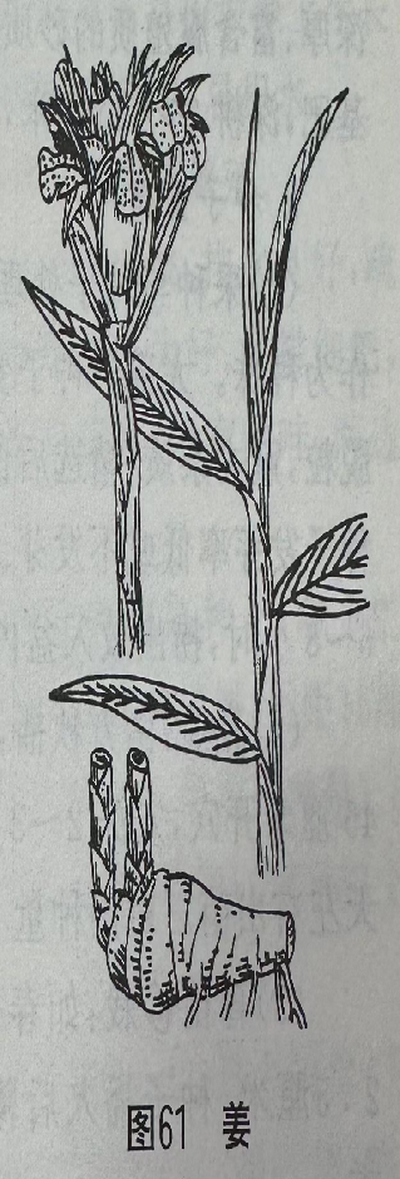   干姜 Common Ginger Rhizome