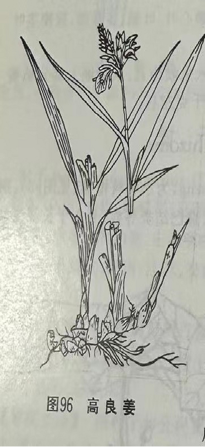     高良姜LesserGalangal Rhizome