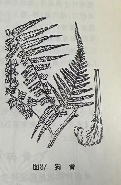  狗脊 East Asian Tree Fern Rhizome