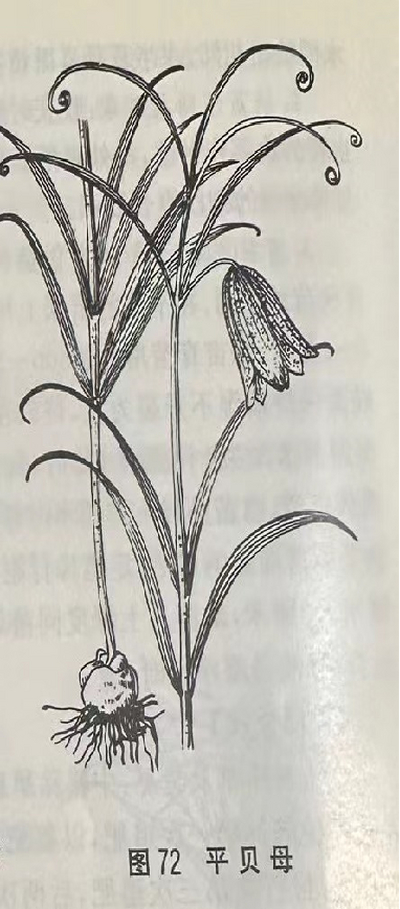  平贝母Ussuri Fritillary Bulb