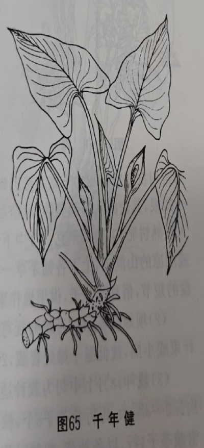  千年健 Obscured Homalomena Rhizome