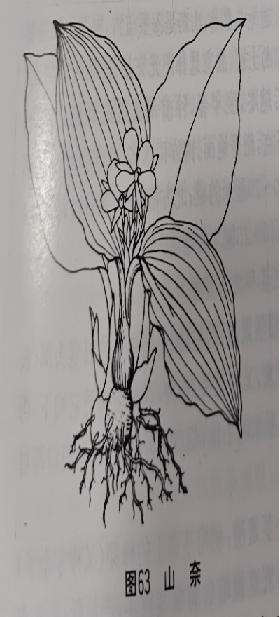 山 奈Galanga Resurrectionlily Rhizome