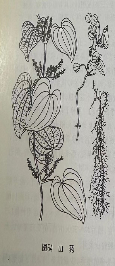 山药CommonYam Rhizome