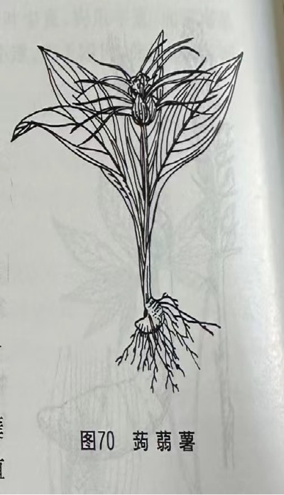 水田七Lobedfruit Tacca Rhizome