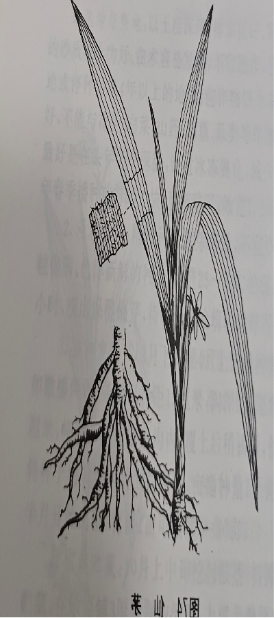      仙茅 Common Curculigo Rhizome