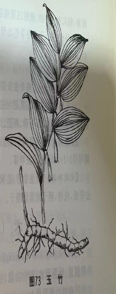 玉竹 Fragrant Solomonseal Rhizome