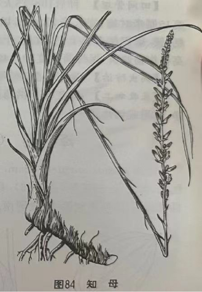   知母 Common Anemarrhena Rhizome