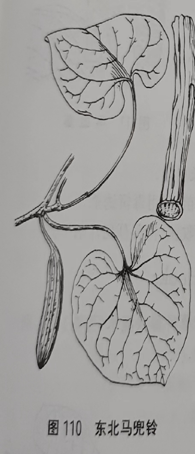  关木通Monchurian Dutchmanspipe Stem