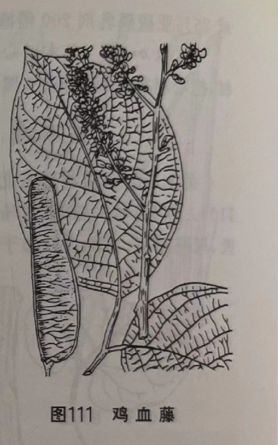 鸡血藤 Suberect Spatholobus Vine