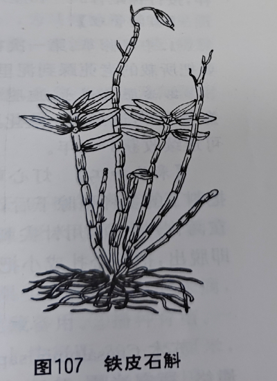   石 斛White Dendrobium Stem