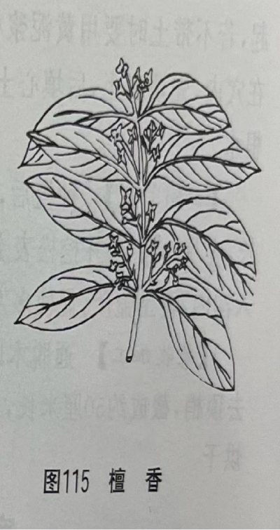 檀香 Sandalwood Sandaltree