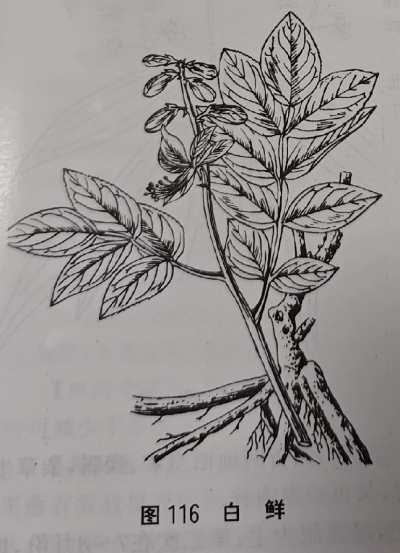 白鲜皮 DensefruitPittanyRoot-bark