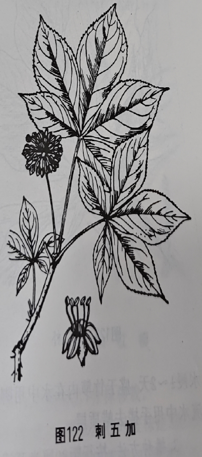  刺五加Manyprickle Acanthopanax Root-bark