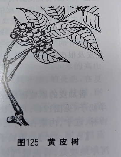  黄 柏 Chinese Corktree Bark