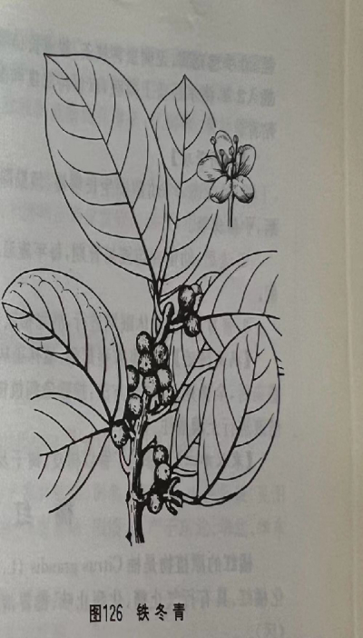  救必应 Ovateleaf Holly Bark