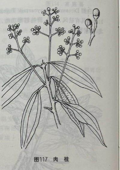   肉桂Cassiabarktree