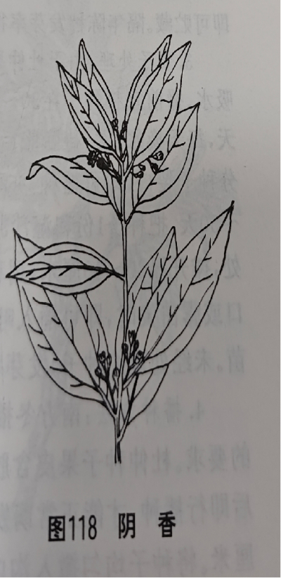  阴香皮Burmann Cinnamon Bark