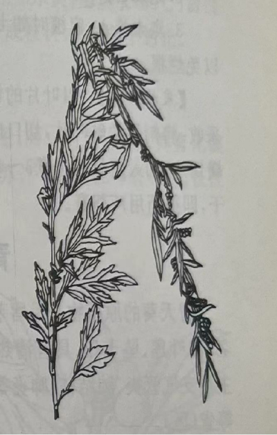艾叶（野艾）Mugwort Wormwood Leaf
