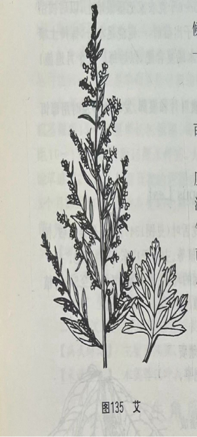 艾叶Argy Wormwood Leaf