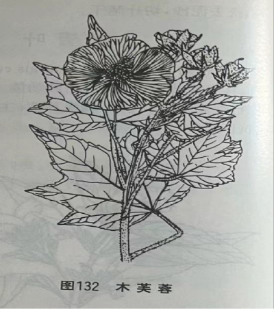 木芙蓉叶Cottonrose Hibiscus Leaf