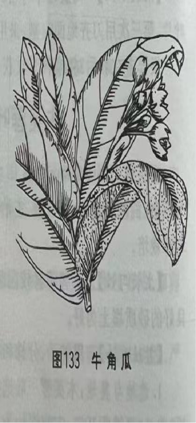   牛角瓜 Akund Calotrope Leaf