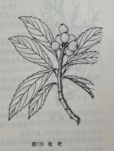  枇杷叶 Loquat Leaf