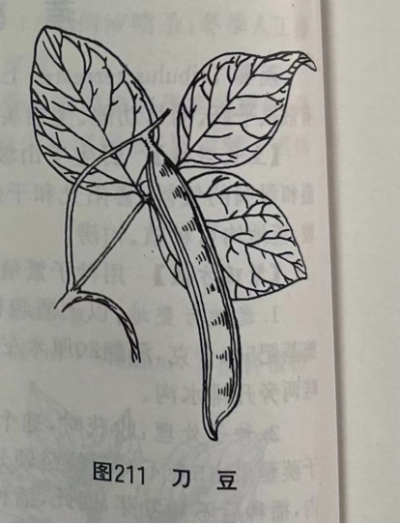 刀豆 Sword Jackbean Seed