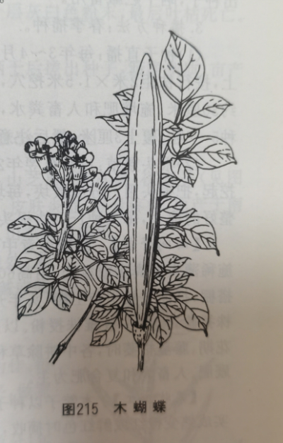 木蝴蝶 Indian Trumpetflower Seed