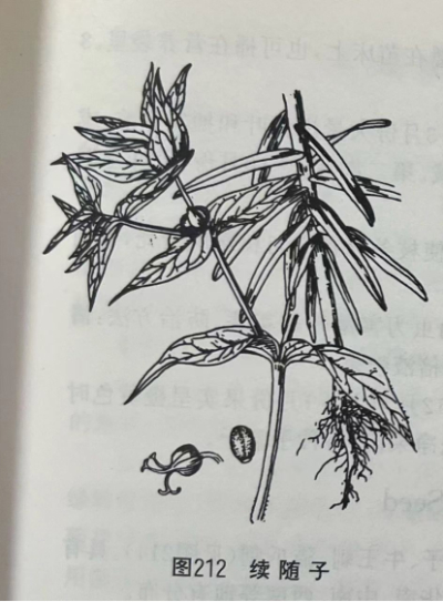 千金子 Caper Euphorbia Seed