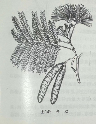 合欢花 Silktree Albizzia Flower